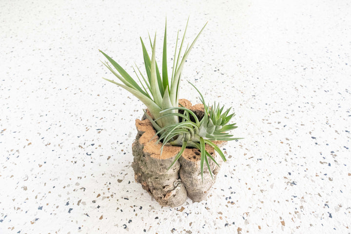 Natural Cork Bark Planter with Tillandsia Fasciculata and Ionantha Vanhyningii Air Plants