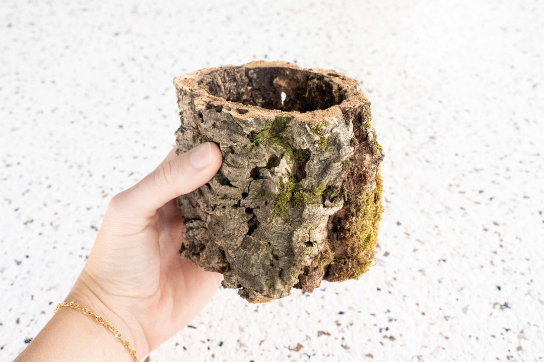 Natural Cork Bark Planter