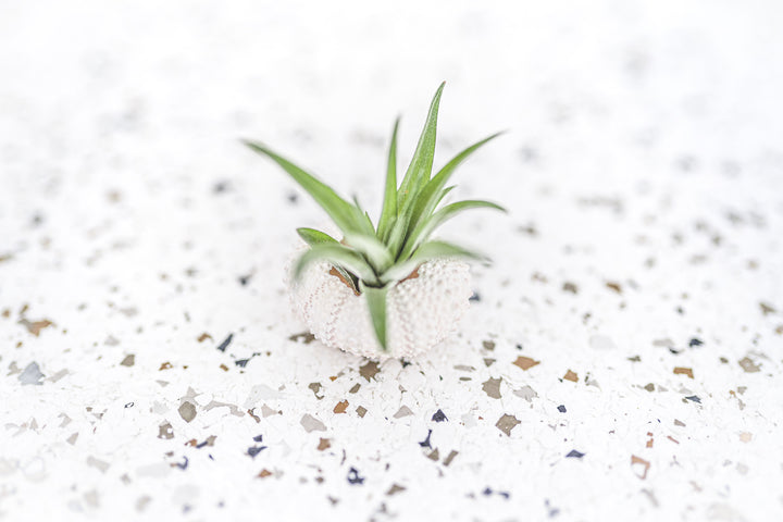 White Sea Urchin with Tillandsia Velutina Air Plant