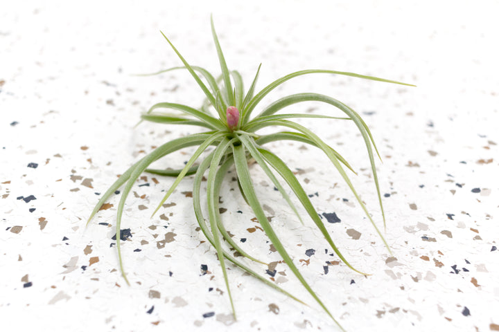 Tillandsia Aeranthos Air Plant with Bloom