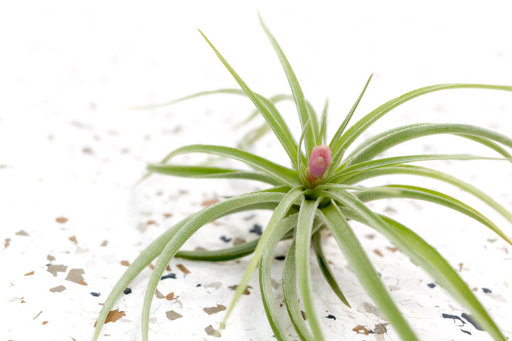 Tillandsia Aeranthos Air Plant with Bloom