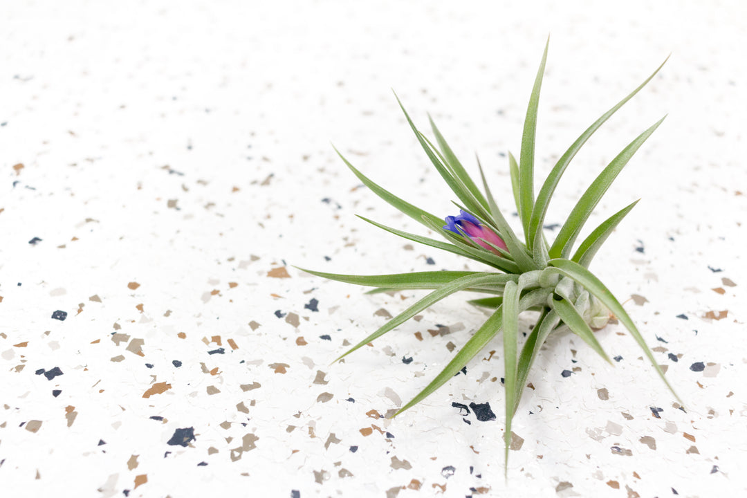 Tillandsia Aeranthos Air Plant with Bloom