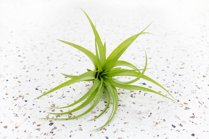 Tillandsia Green Abdita Brachycaulos Air Plant