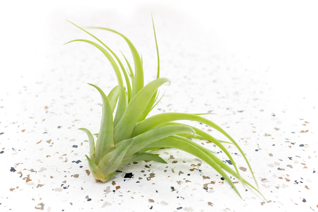 Pack of 10 or 20 Large Abdita Brachycaulos Air Plants - Save 70%