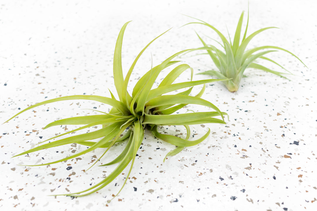 Tillandsia Abdita Brachycaolus Air Plant