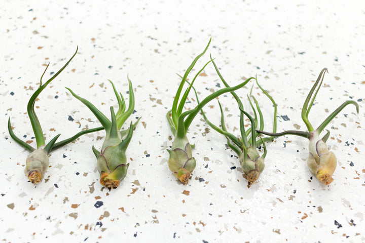 5 Bulbosa Guatemala Air Plants