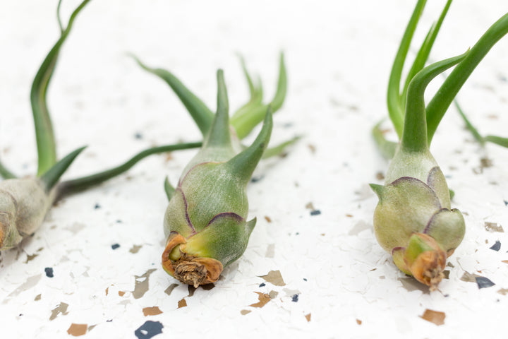 3 Tillandsia Bulbosa Guatemala Air Plants