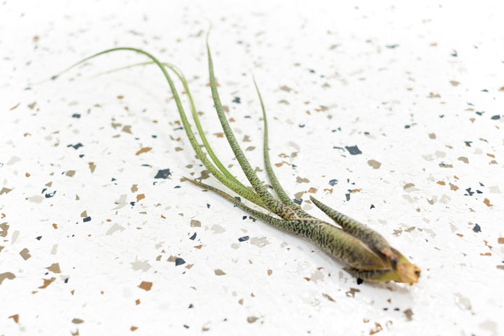 Tillandsia Butzii Air Plant