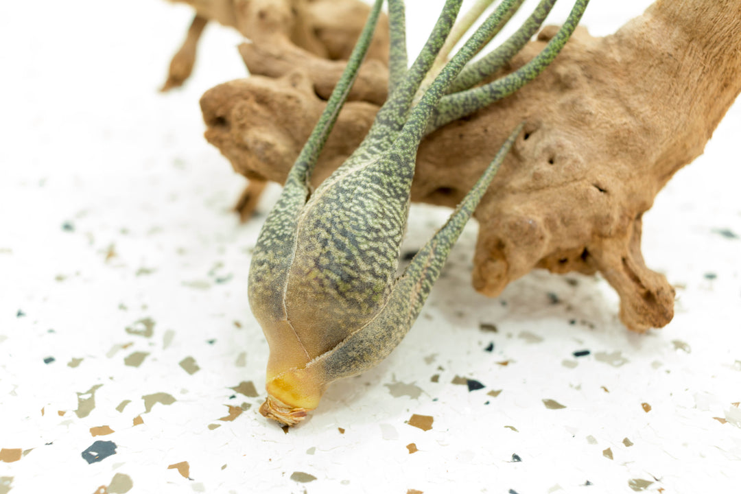 Close up of Tillandsia Butzii Air Plant