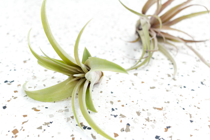 Tillandsia Capitata Peach Air Plant