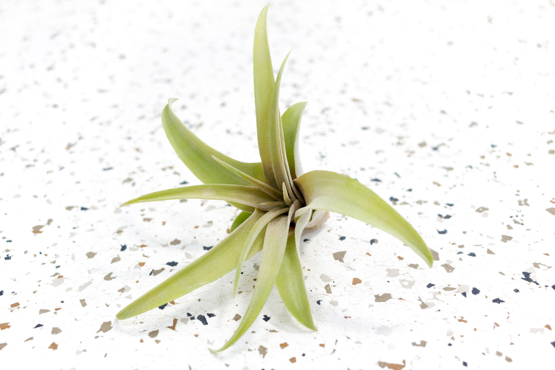 Tillandsia Capitata Peach Air Plant