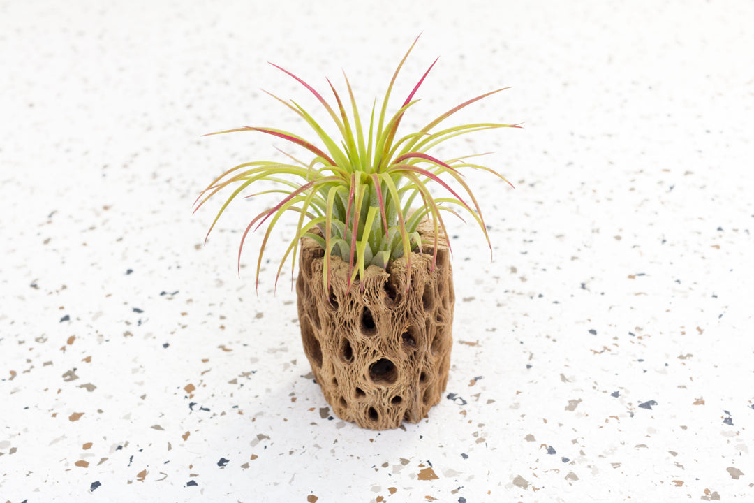 3 Inch Cholla Cactus Skeleton Container with Blushing Tillandsia Ionantha Guatemala Air Plant
