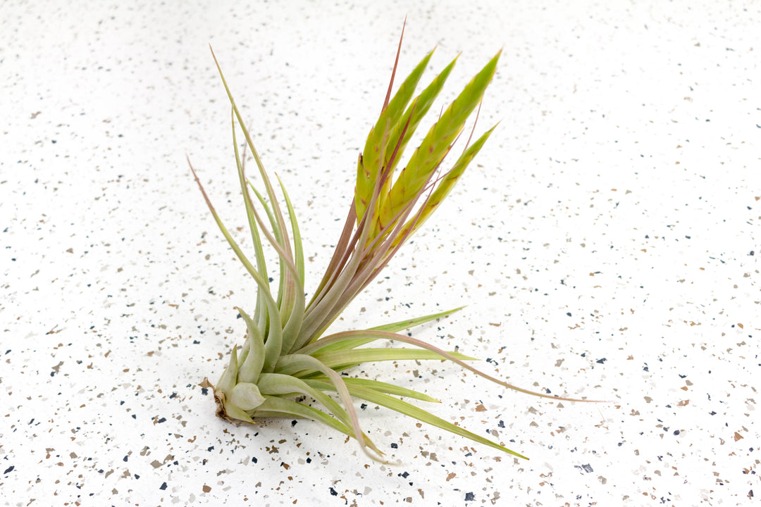 Wholesale - Tillandsia Concolor Air Plants