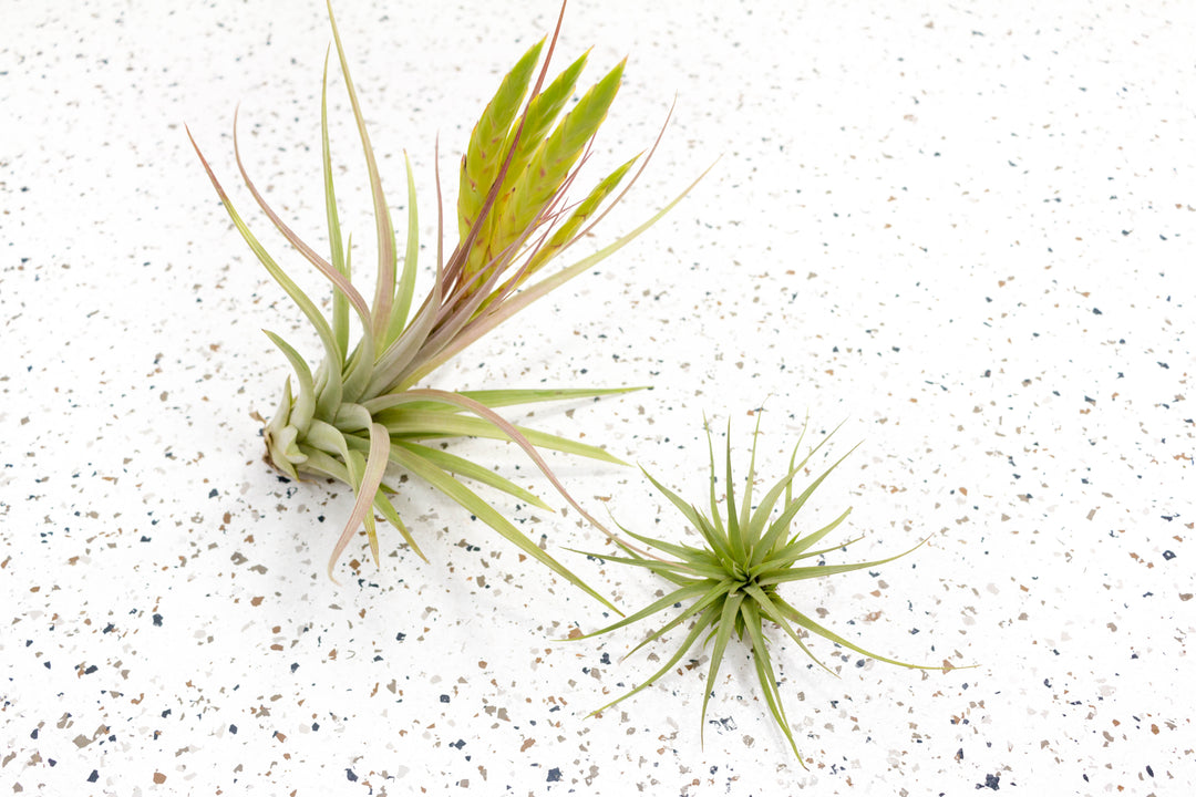 Wholesale - Tillandsia Concolor Air Plants