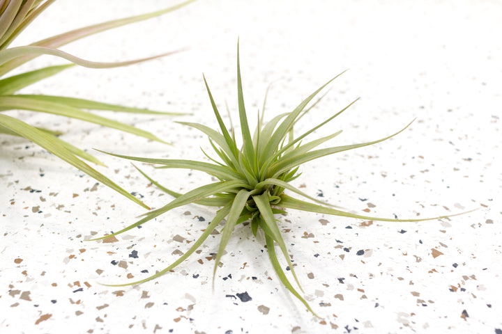 Wholesale - Tillandsia Concolor Air Plants