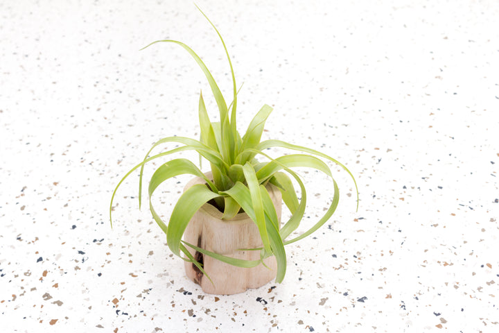 Small Driftwood Container with Tillandsia Streptophylla Hybrid Air Plant