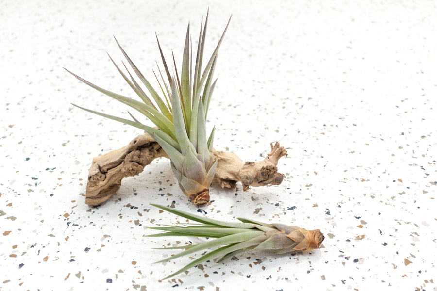 Large and Small Tillandsia Fasciculata Air Plants