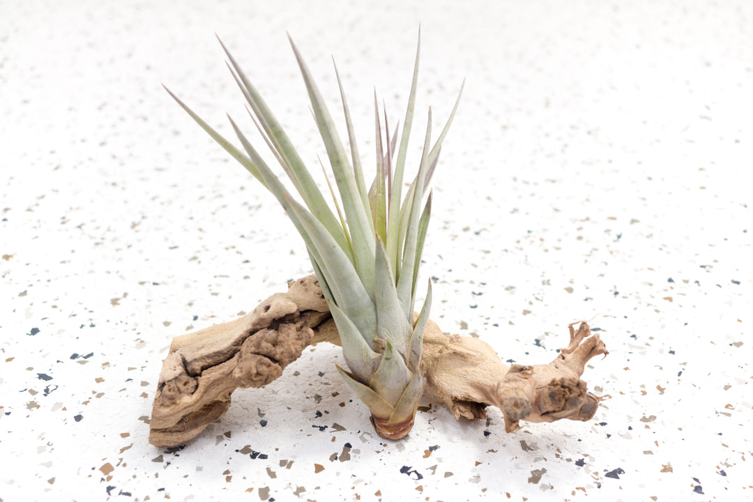 Large Tillandsia Fasciculata Air Plant