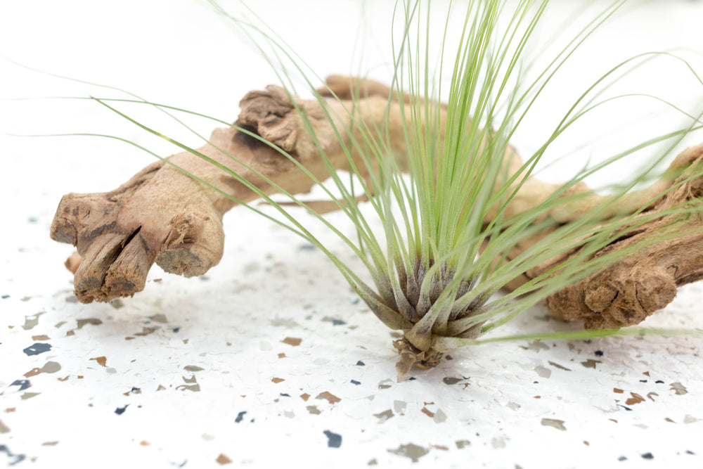 Tillandsia Filifolia Air Plant