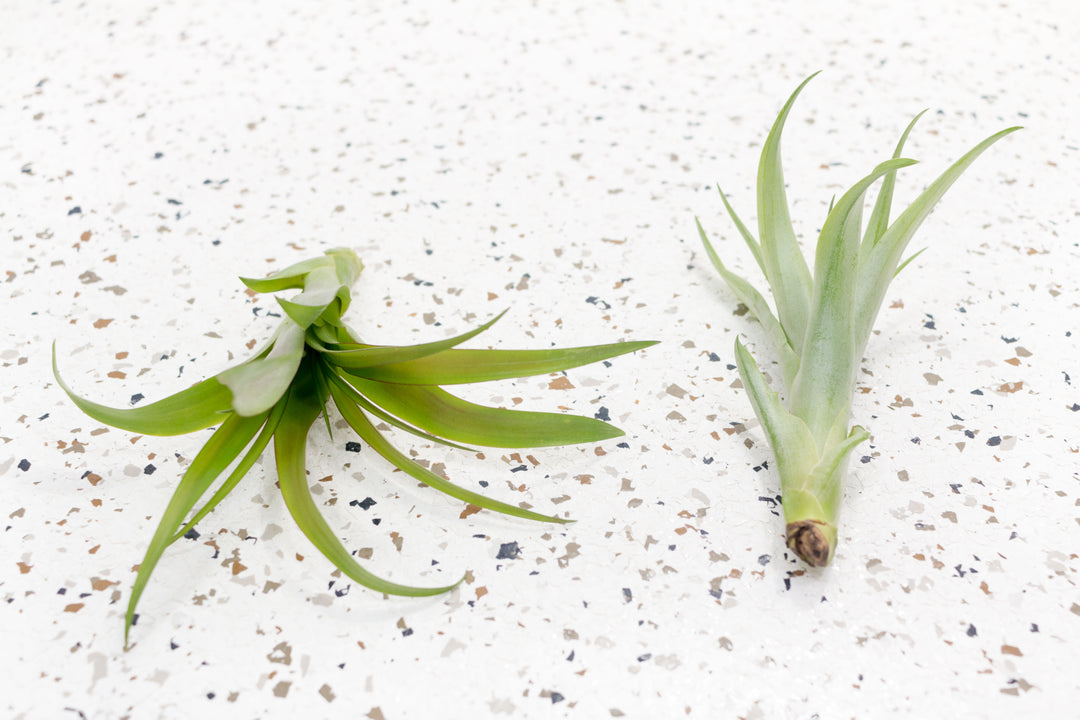 2 Tillandsia Flabellata Air Plants