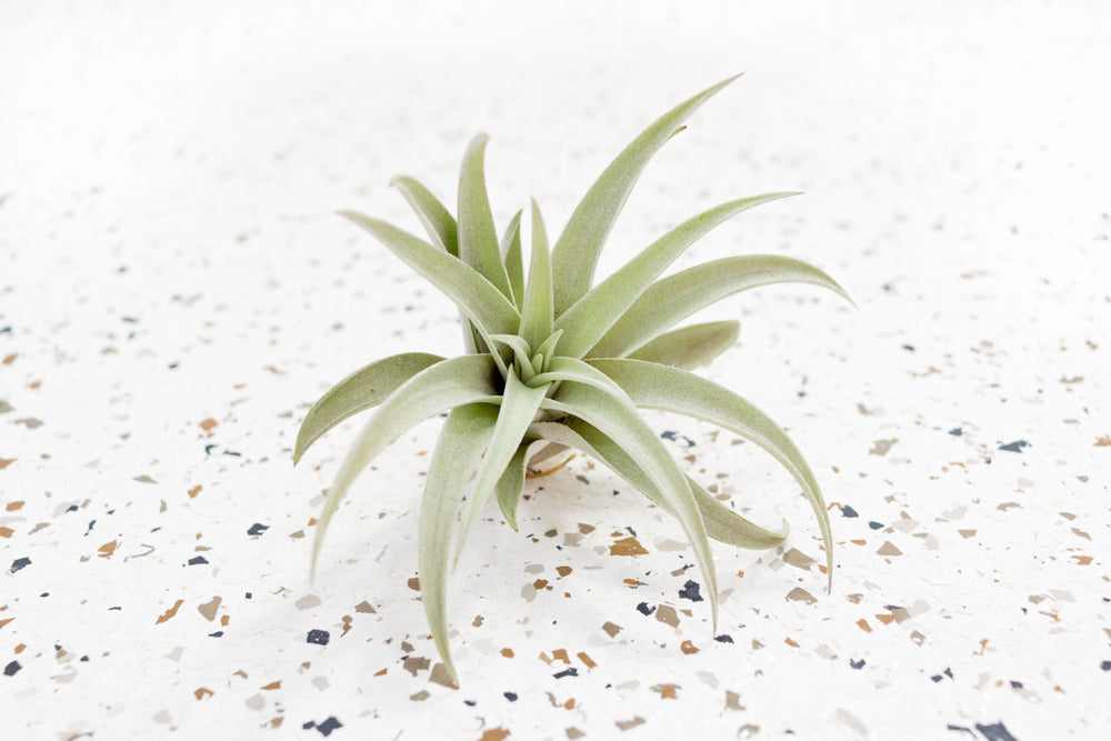 Tillandsia Harrisii Air Plant