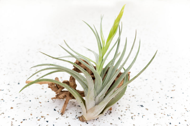 Blooming Tillandsia Harrisii Air Plant