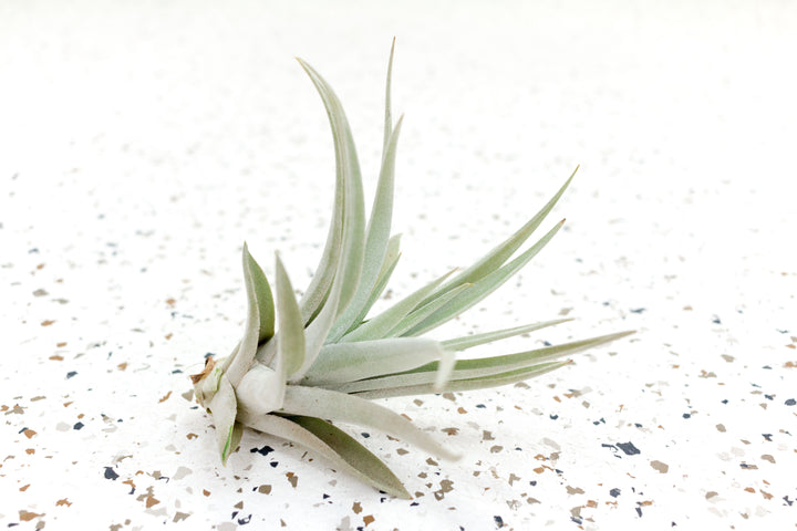 Tillandsia Harrisii Air Plant