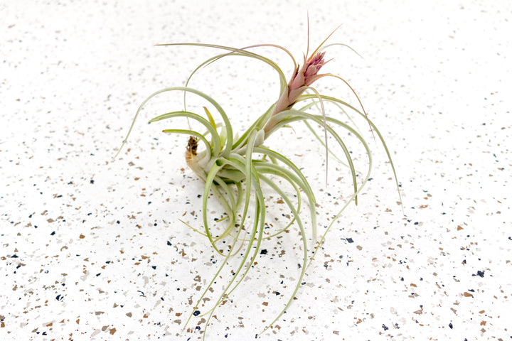 Tillandsia Heather's Blush Air Plant with Bloom Spike