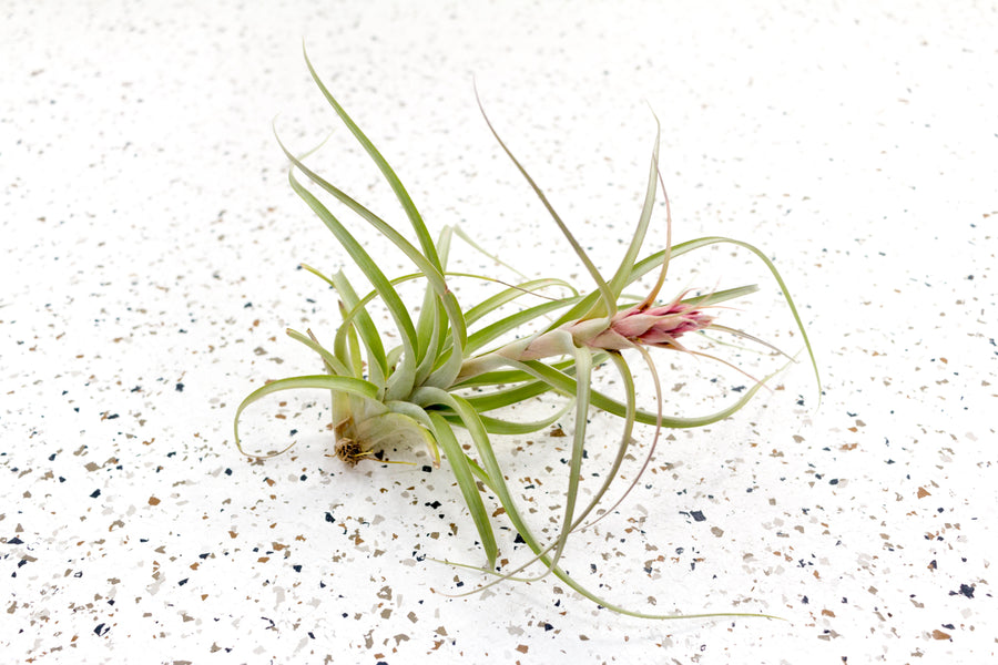 Tillandsia Heather's Blush Air Plant with Bloom Spike