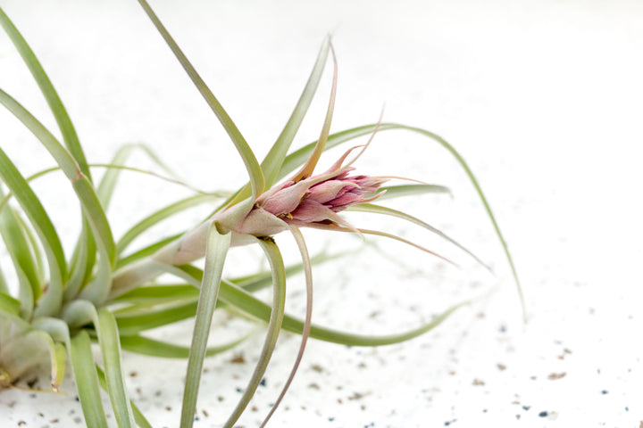 In Bloom Tillandsia Heather's Blush Air Plant