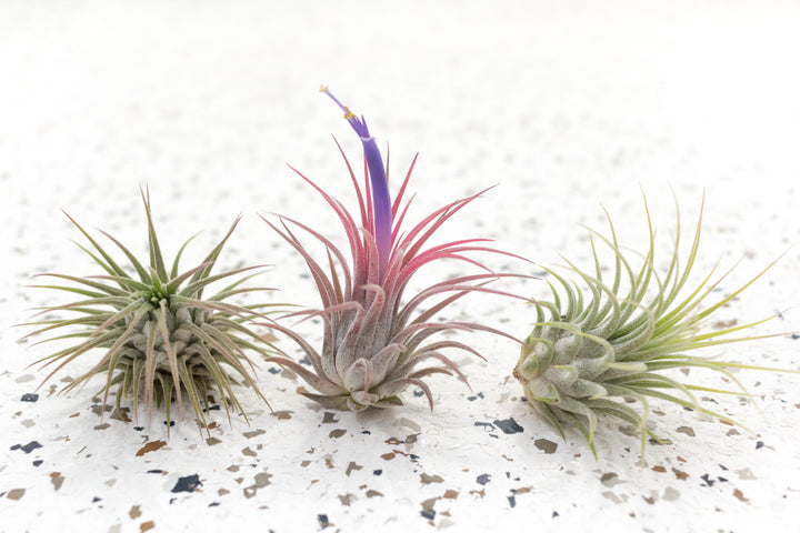 3 Tillandsia Ionantha Guatemala Air Plants, 1 with Pink Blush and Purple Tubular Flower