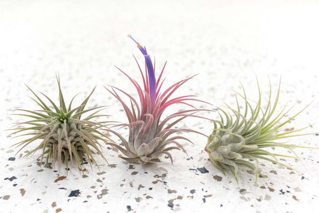 3 Tillandsia Ionanatha Guatemala Air Plants