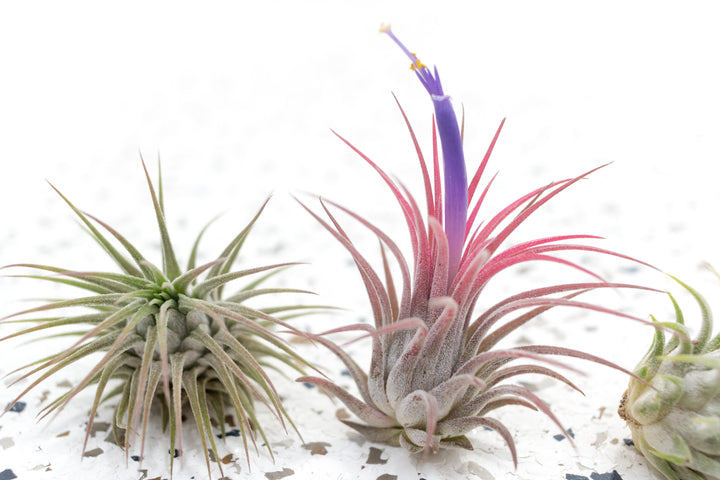 One Green Tillandsia Ionantha Guatemala and One Tillandsia Ionantha Guatemala Blushing Pink with Purple Flower