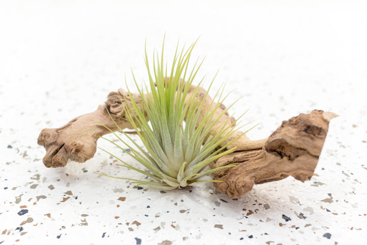 Tillandsia Ionantha Guatemala Air Plant