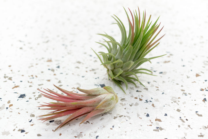 2 Tillandsia Ionantha Mexican Air Plants