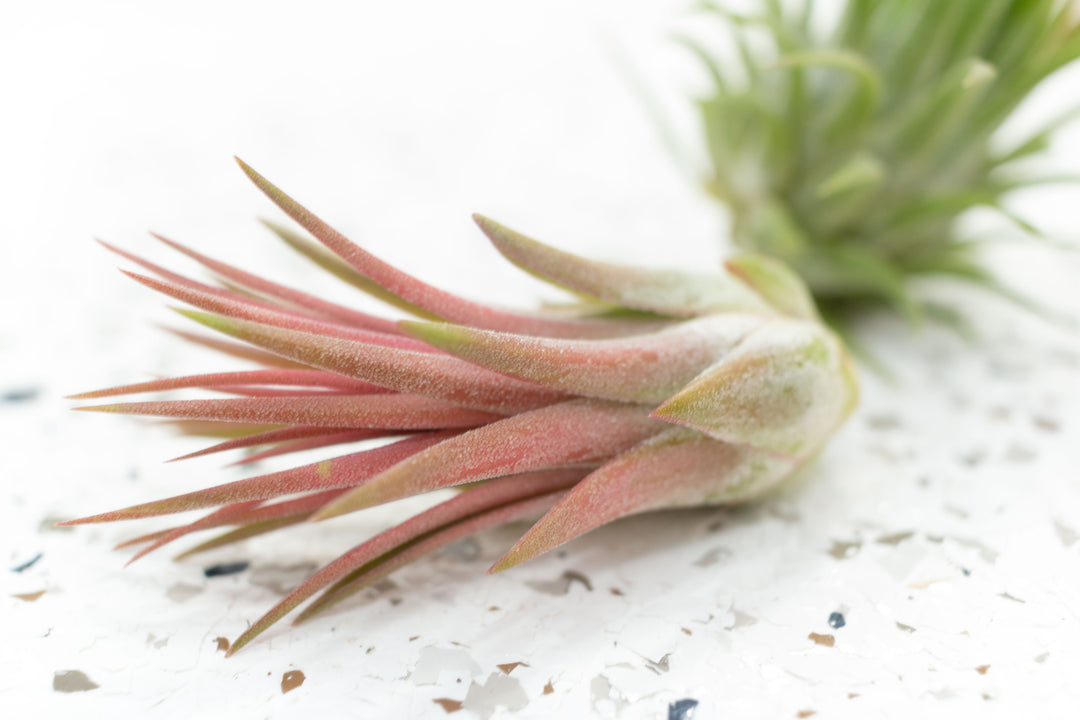 Pink Blushing Tillandsia Ionantha Mexican Air Plant