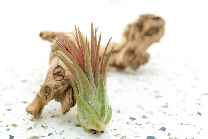 Blushing Pink Tillandsia Ionantha Mexican Air Plant