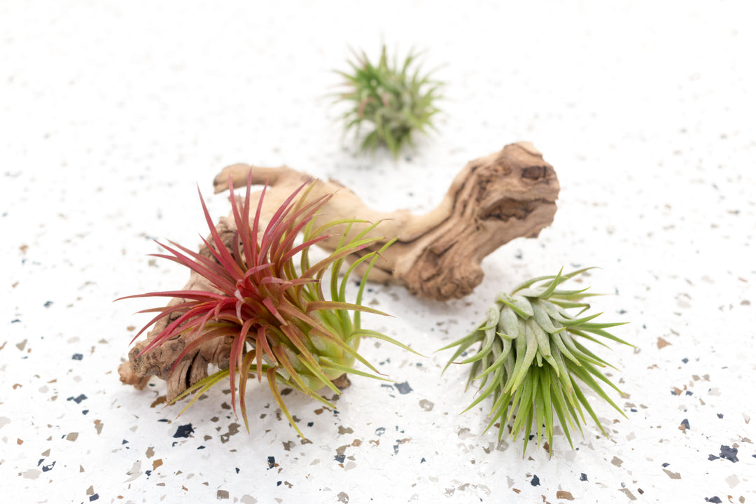 3 Tillandsia Ionantha Rubra Air Plants, 1 Blushing Pink