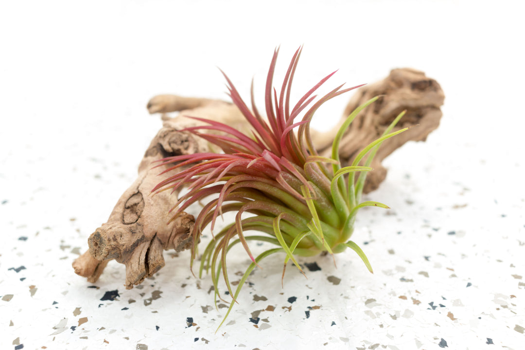 Blushing Tillandsia Ionantha Rubra