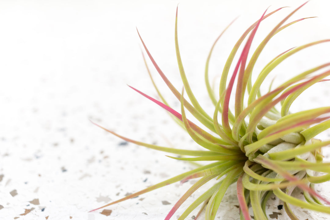 Blushing Tillandsia Ionantha Guatemala Air Plant