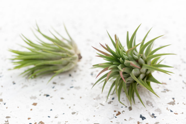 Tillandsia Ionantha Guatemala Air Plant