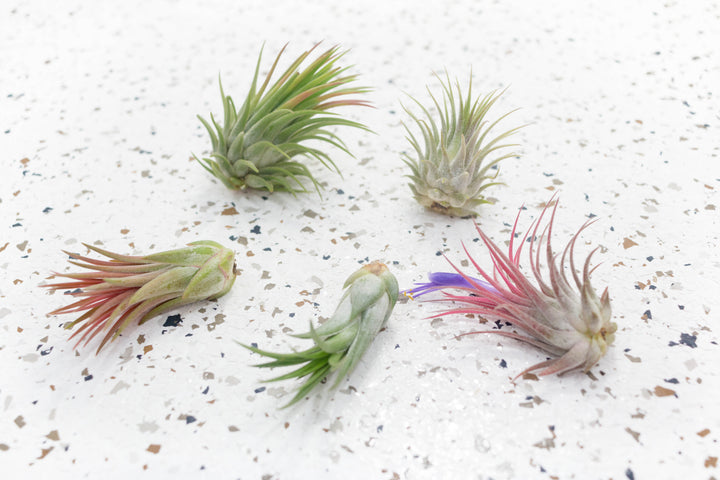 5 Assorted Tillandsia Ionantha Air Plants