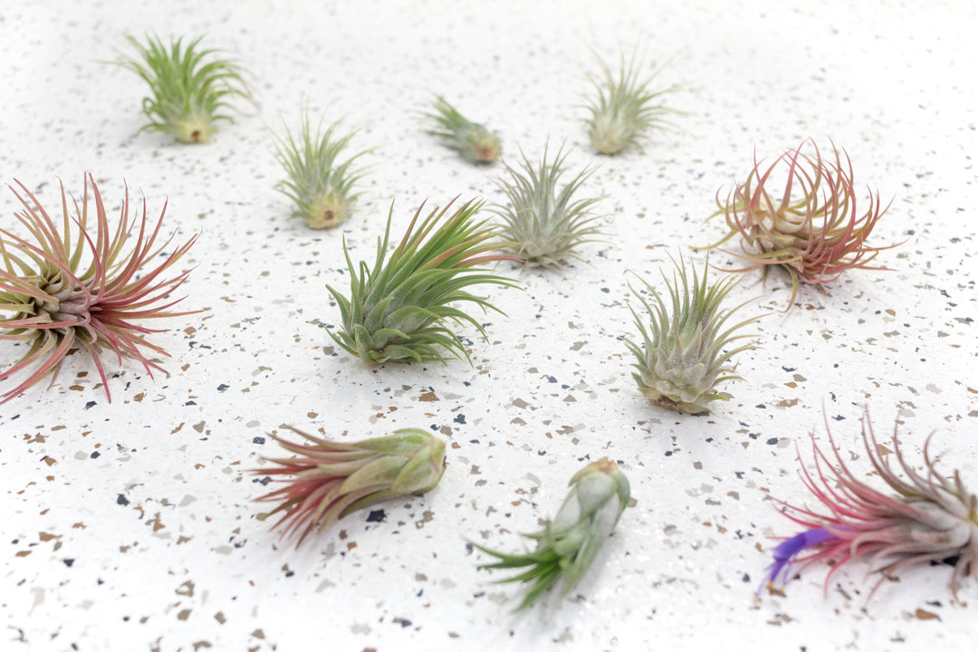 12 Assorted Tillandsia Ionantha Air Plants