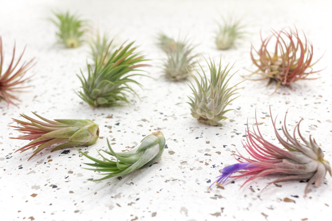 12 Assorted Tillandsia Ionantha Air Plants