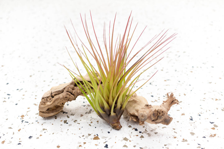 Blushing Tillandsia Melanocrater Tricolor Air Plant