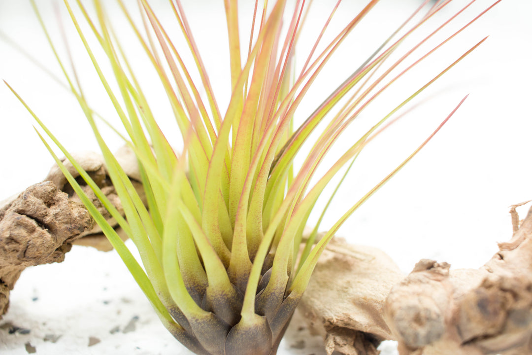 Blushing Tillandsia Melanocrater Tricolor Air Plant