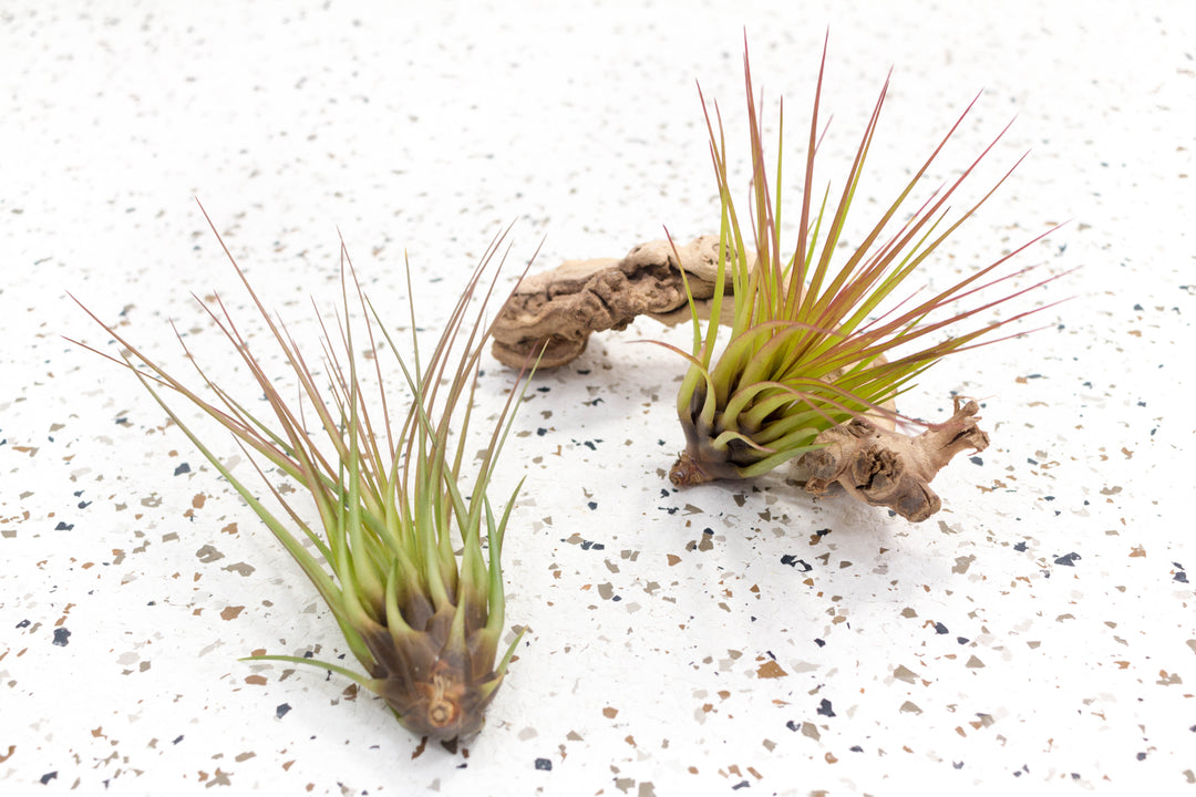 2 Tillandsia Melanocrater Tricolor Air Plants