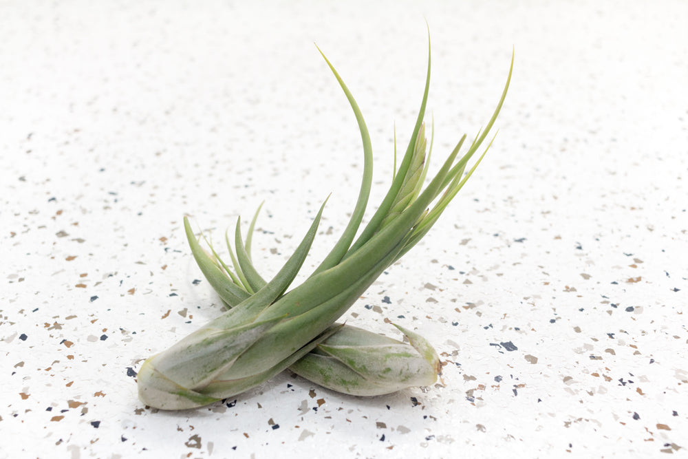 2 Tillandsia Circinata 'Paucifolia' Air Plants