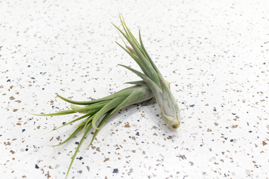 2 Tillandsia Circinata 'Paucifolia' Air Plants