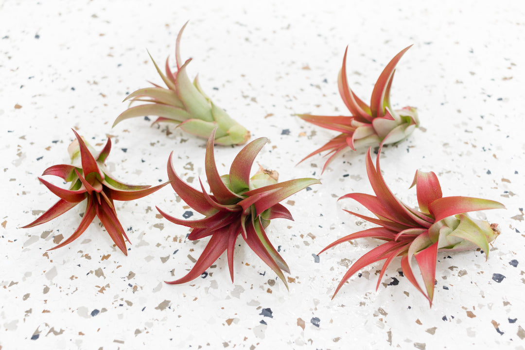 5 Tillandsia Red Abdita Brachycaulos Air Plants